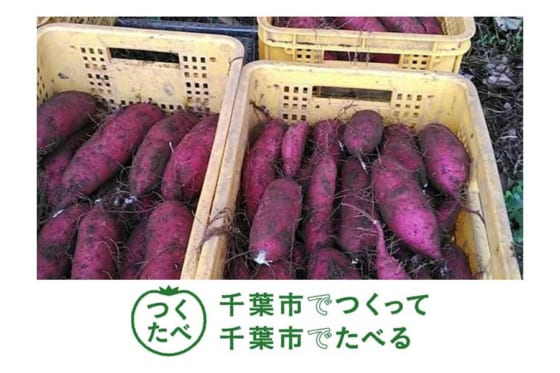 千葉ロッテ、特産品「サツマイモ」を11・1先着300人に無料配布「千葉市が栽培発祥の地」