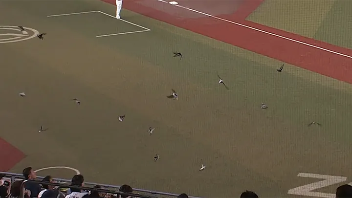 ZOZOマリンスタジアムに3年ぶりの珍客？　鳥の群れ襲来で試合が一時中断
